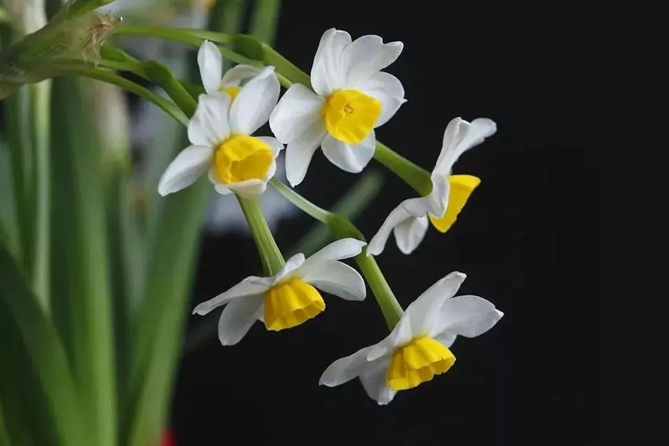 中国水仙花的花语