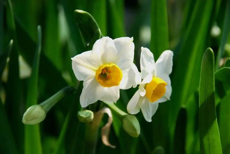 水仙花养殖小技巧