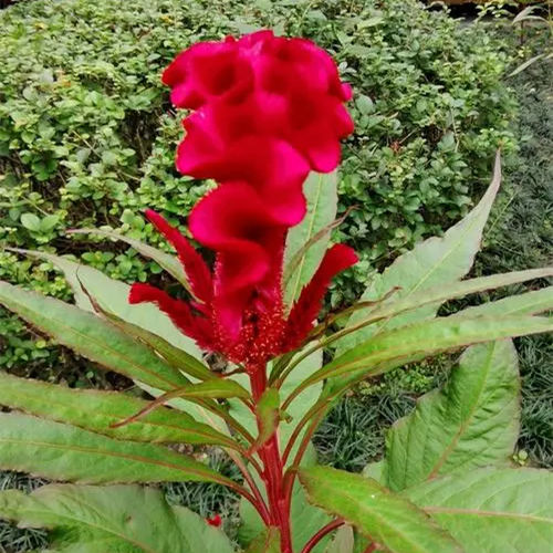 鸡冠花的图片2