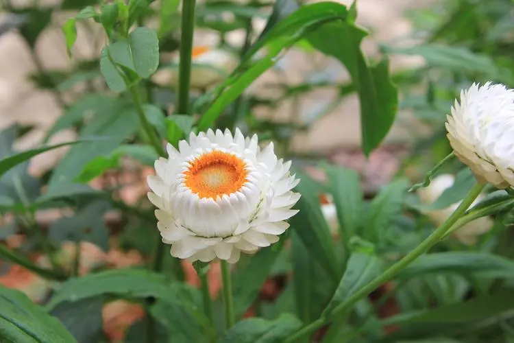 麦秆菊的图片