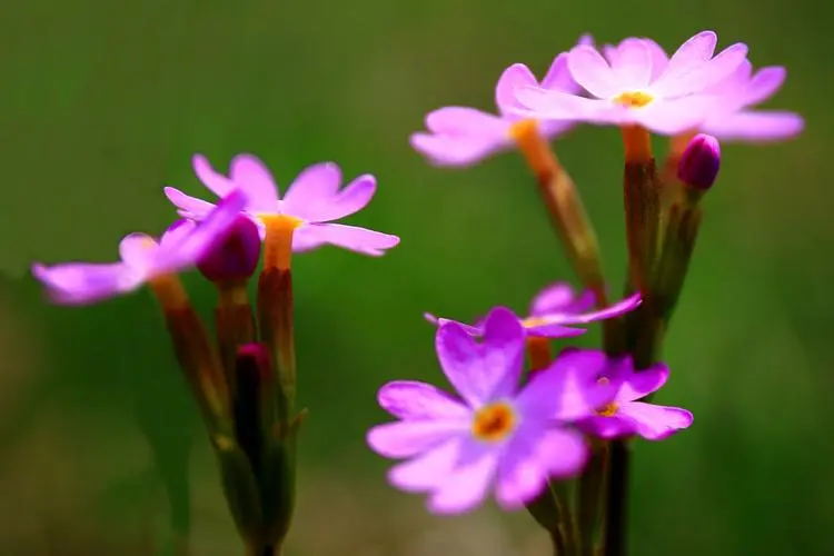 送春花的图片1