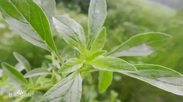 腋花苋的图片