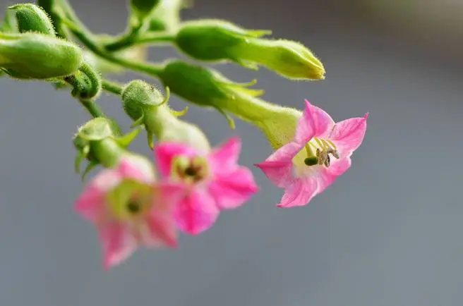 红花烟草