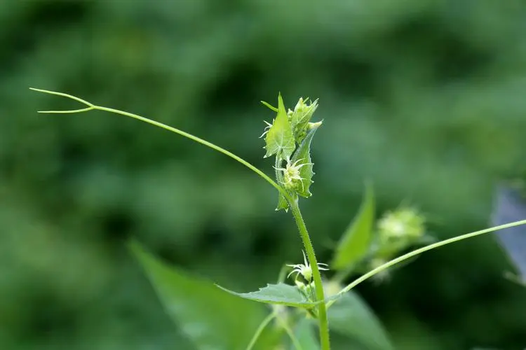 盒子草的图片1