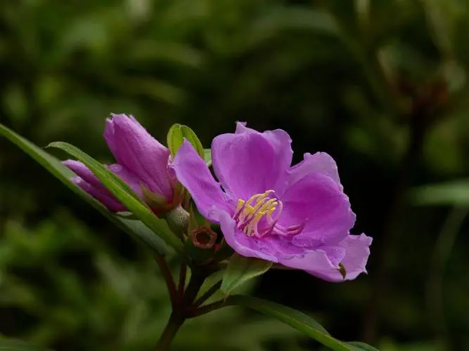 野牡丹