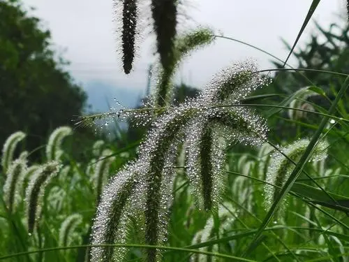 狗尾草的图片2