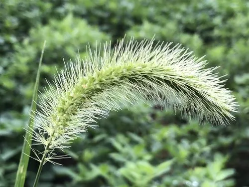 狗尾草的图片3