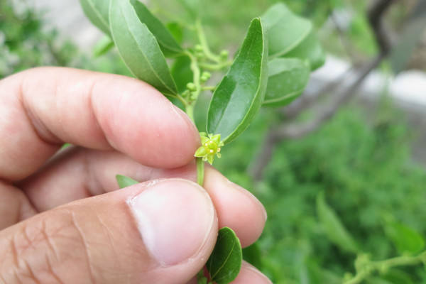 如何给植物摘心，有哪些注意事项