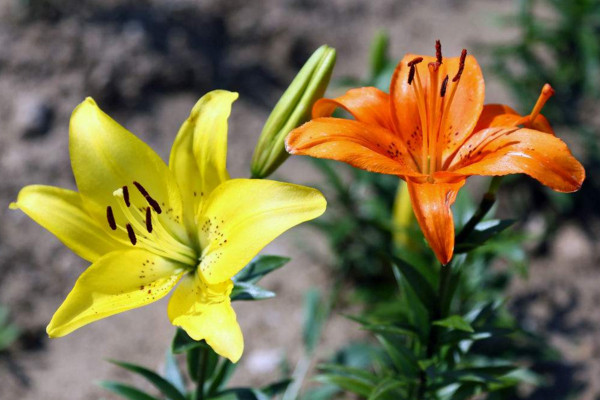 送百合花代表什么