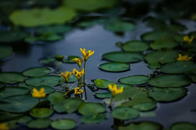 荇菜的图片1