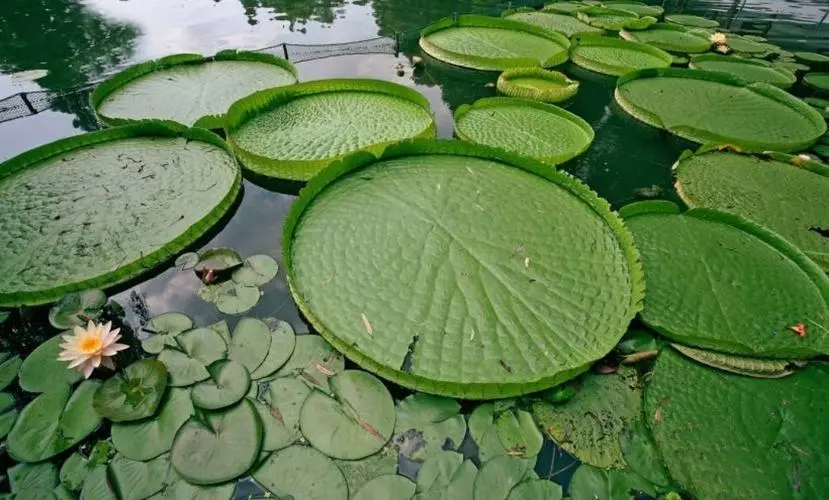 亚马逊王莲的图片1