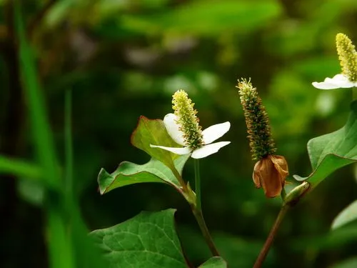 金棒花