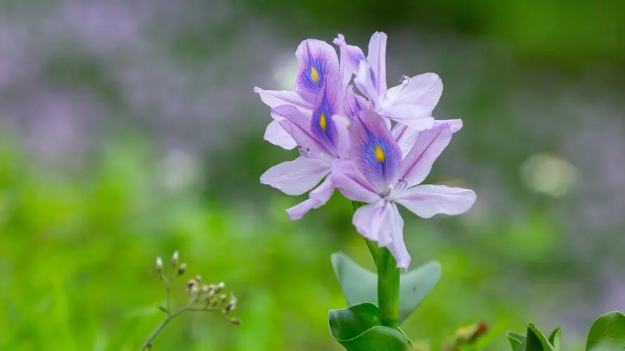 雨久花