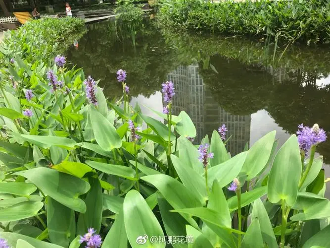 雨久花的图片1