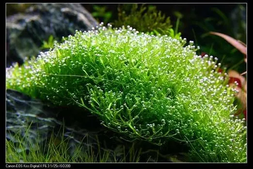 鹿角苔的图片3