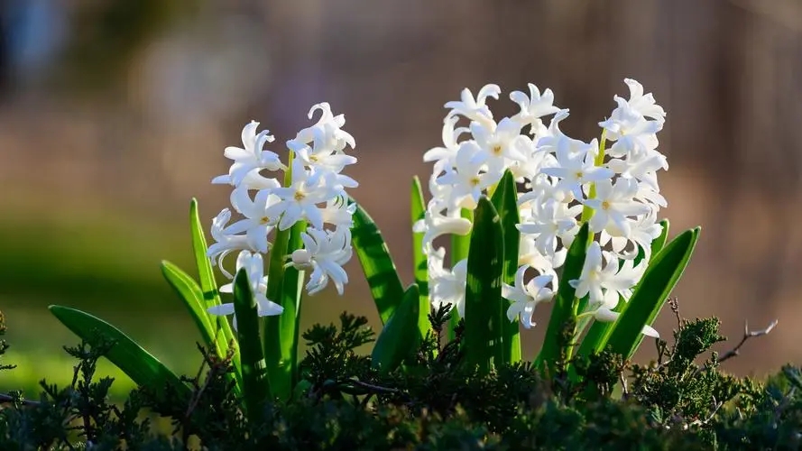 风信子花语大全,风信子的花语是什么(浪漫的爱)