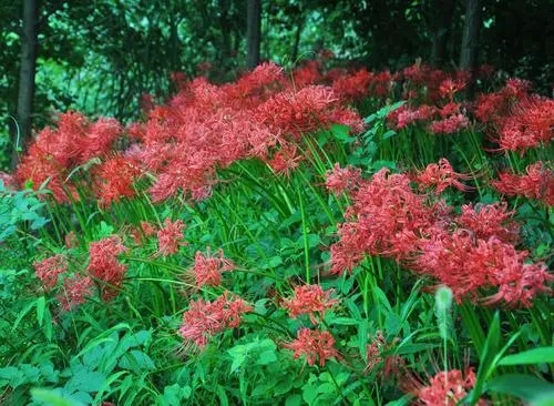 黑色彼岸花的花语，颠沛流离的爱