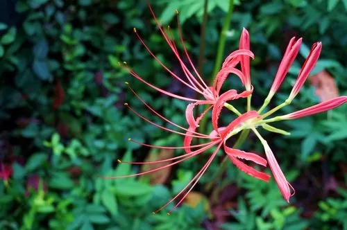 红色彼岸花的花语，来自地狱的召唤(死亡之花)