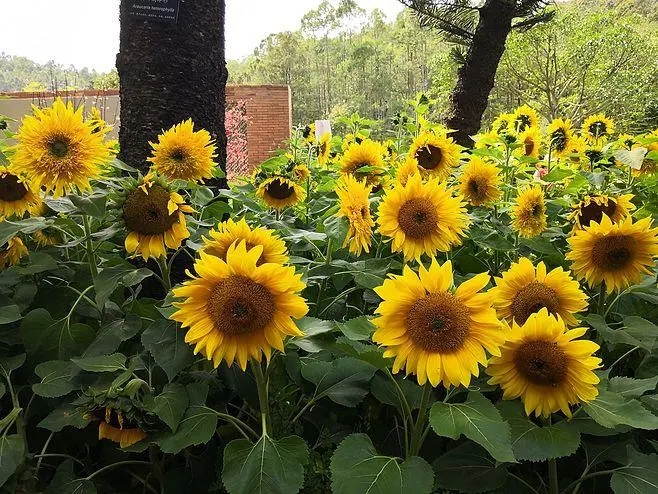 向日葵的花语是什么，代表给对方沉默而忠诚的恋慕