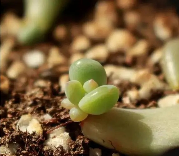 4招教你多肉植物养成大个子！