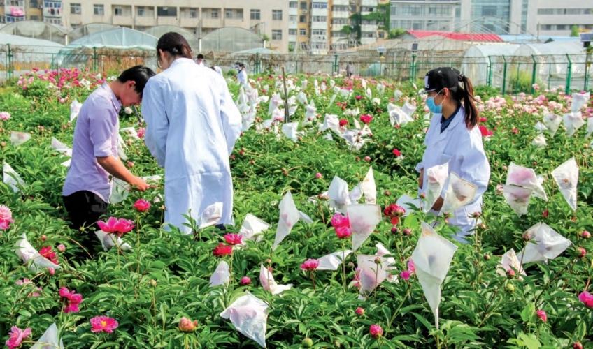 花期调控方法，我教你几招~