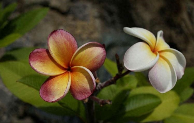 盘点九种花语比较虐心的花