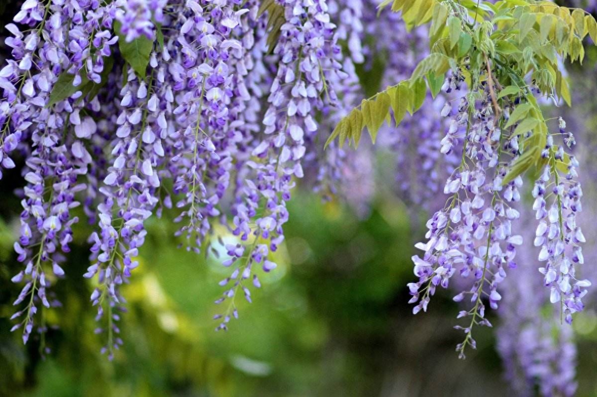 盘点九种花语比较虐心的花