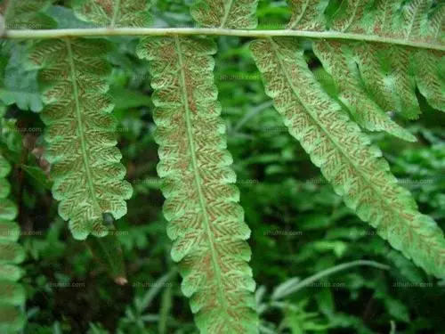 过沟菜蕨的图片