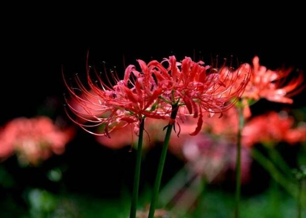 彼岸花的花语是什么 死亡之美