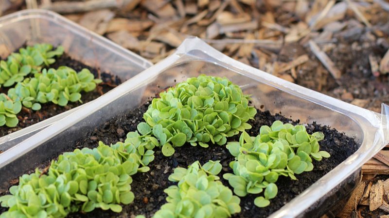 6月多肉植物种植养护