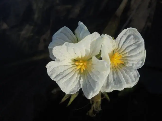 海菜花