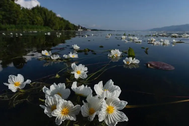 海菜花的图片1