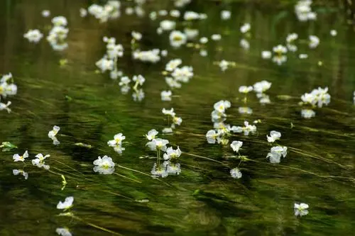 海菜花的图片