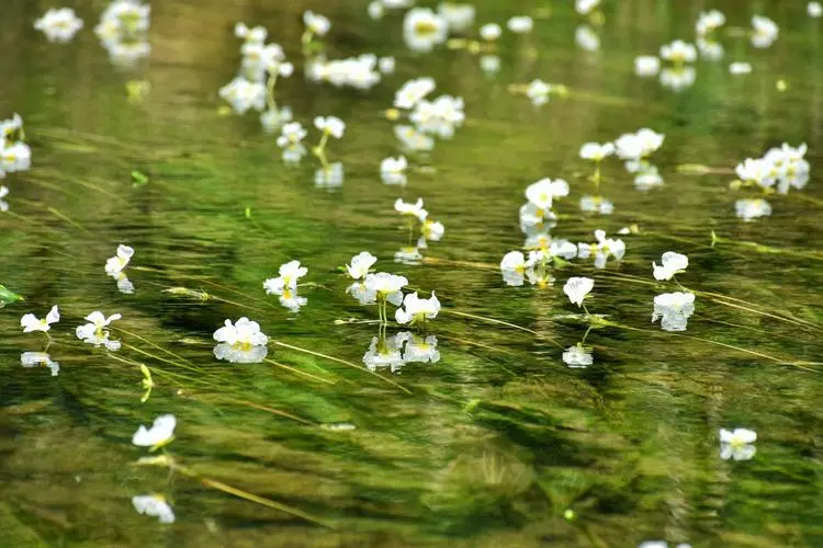 海菜花的图片2