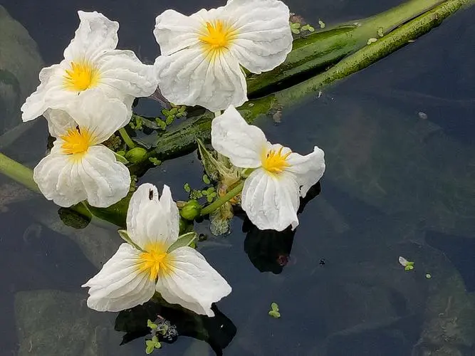 海菜花的图片3