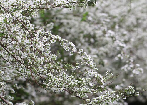 喷雪花的养殖方法和注意事项