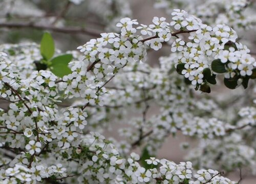 喷雪花的养殖方法和注意事项