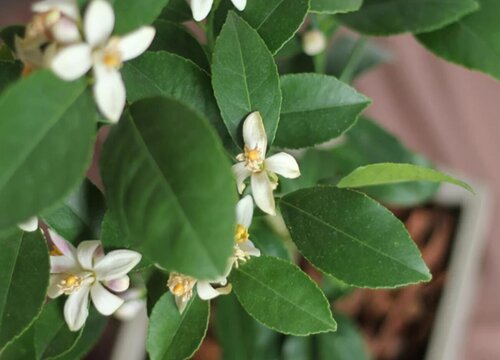 香水柠檬盆栽种植方法