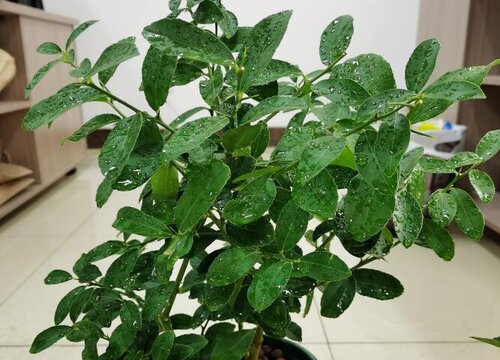 香水柠檬盆栽种植方法