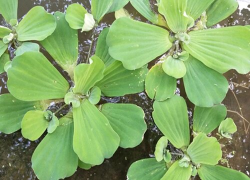 水芙蓉的养殖方法和注意事项