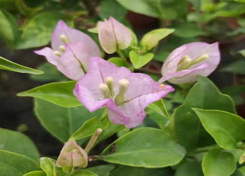 漳红樱三角梅勤花吗