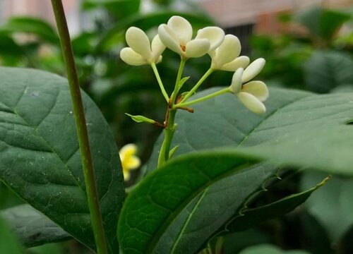 桂花树什么时候移栽