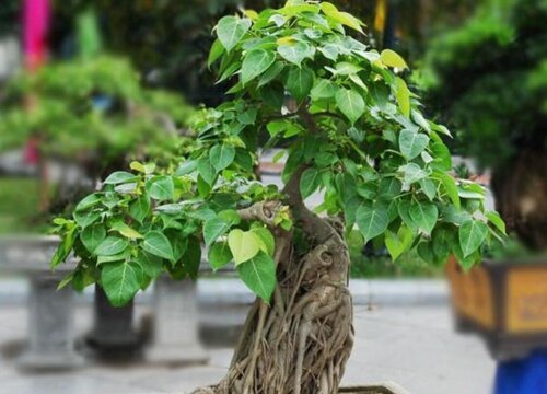 菩提树的养殖方法和注意事项