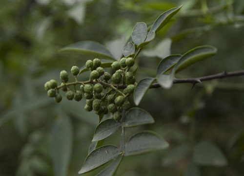 花椒树什么时候移栽