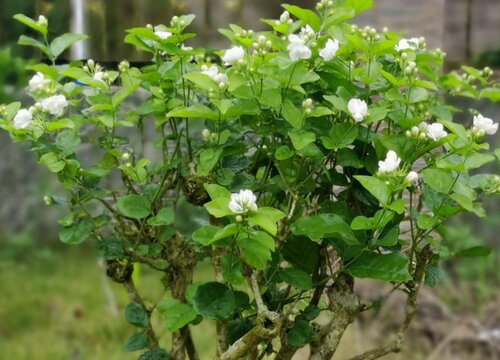 茉莉花什么时候移栽