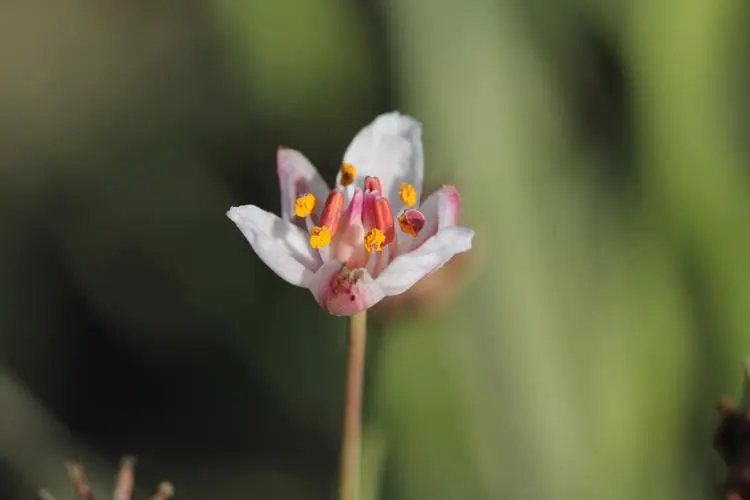 花蔺的图片1