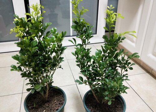 适合长期在室内种植的植物（长年家庭养容易养活的绿植）