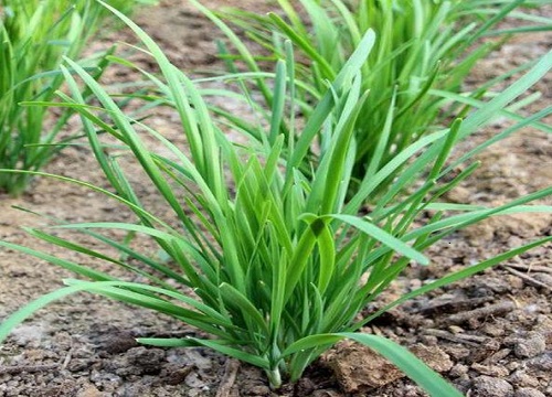 韭菜根冬天可以移栽吗（韭菜根多长时间可以移栽）