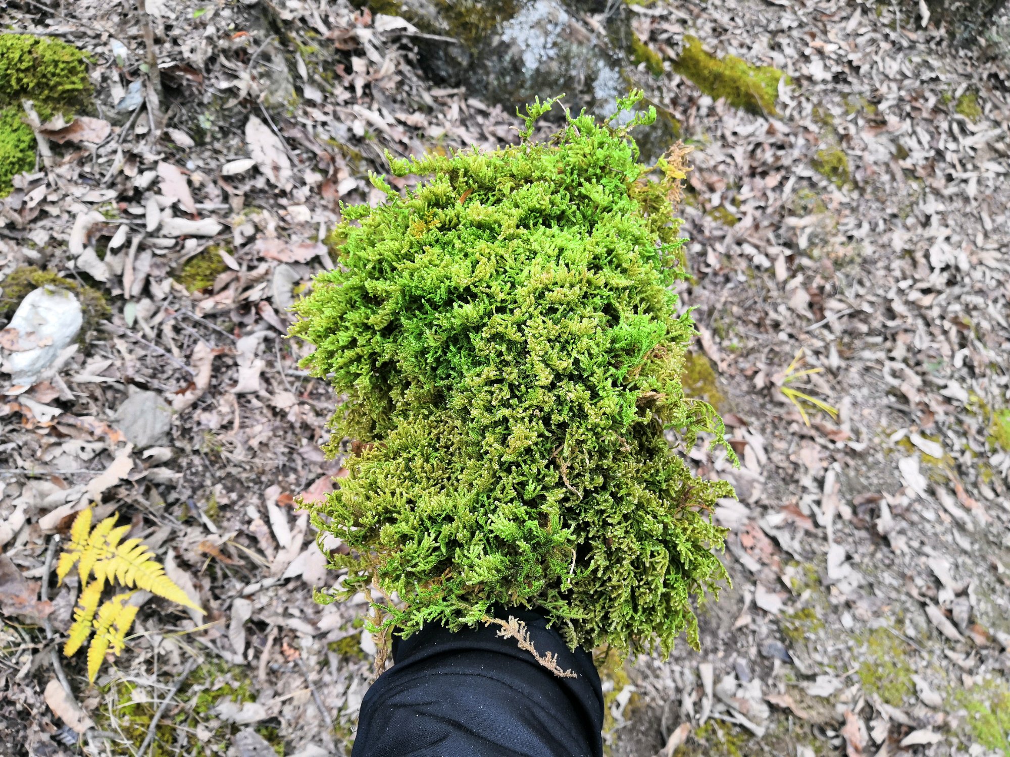 放在兰花盆土上的是什么苔藓（养兰花苔藓使用方法与技巧）