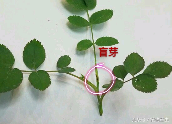 月季长盲枝多是什么原因（月季花的盲枝是什么样的）